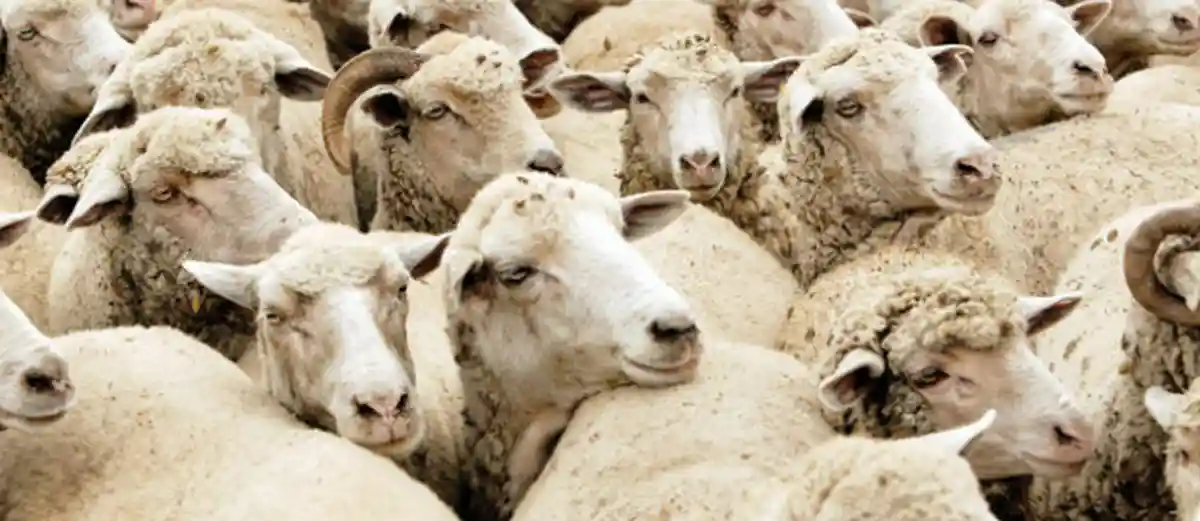 Oi ovine oaie